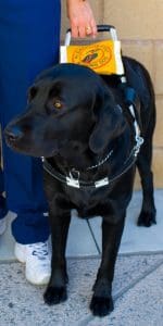 Black dog in guide dog harness