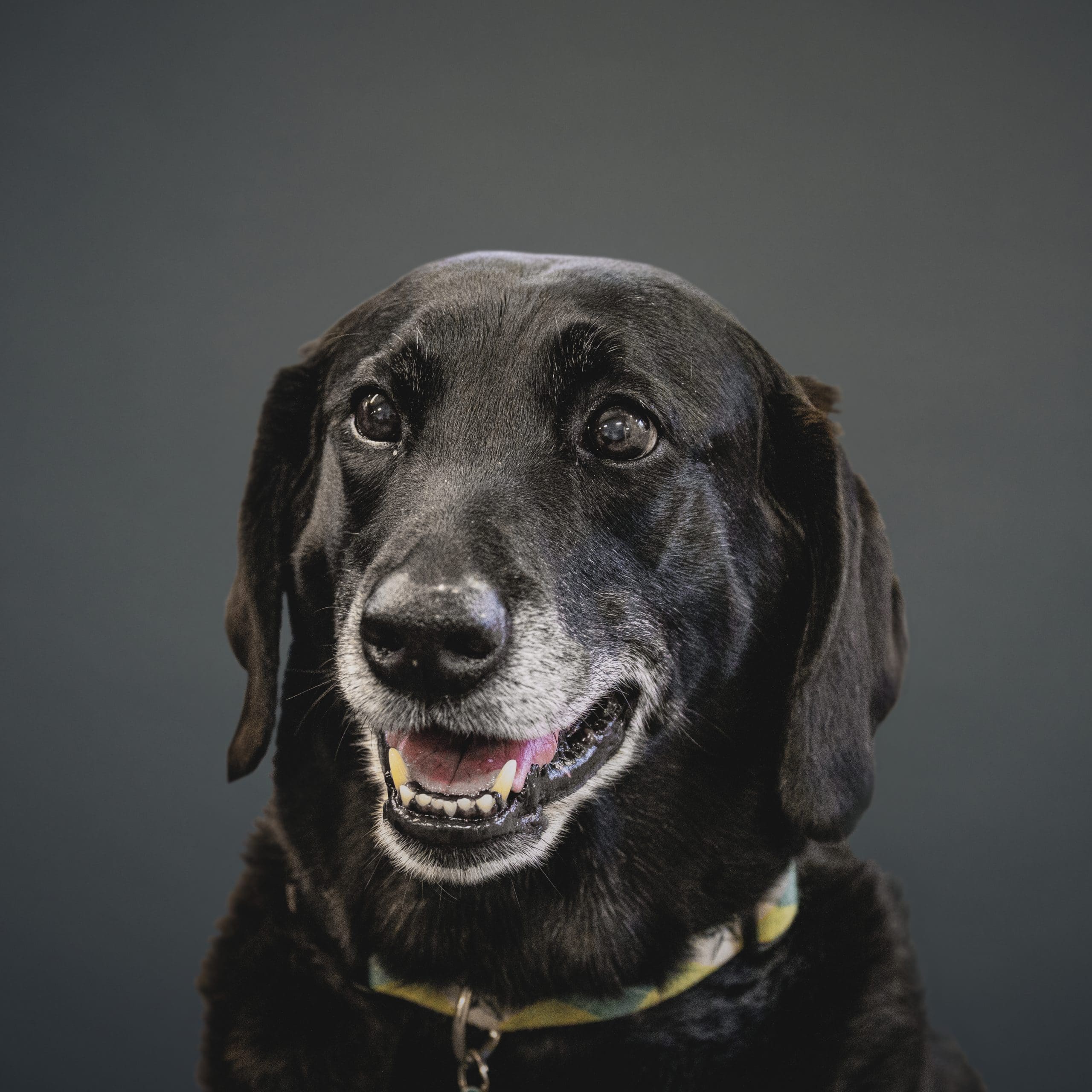 Labrador Retriever mix with graying muzzle and yellow and gray collar staring at the camera. Her mouth is slightly open.