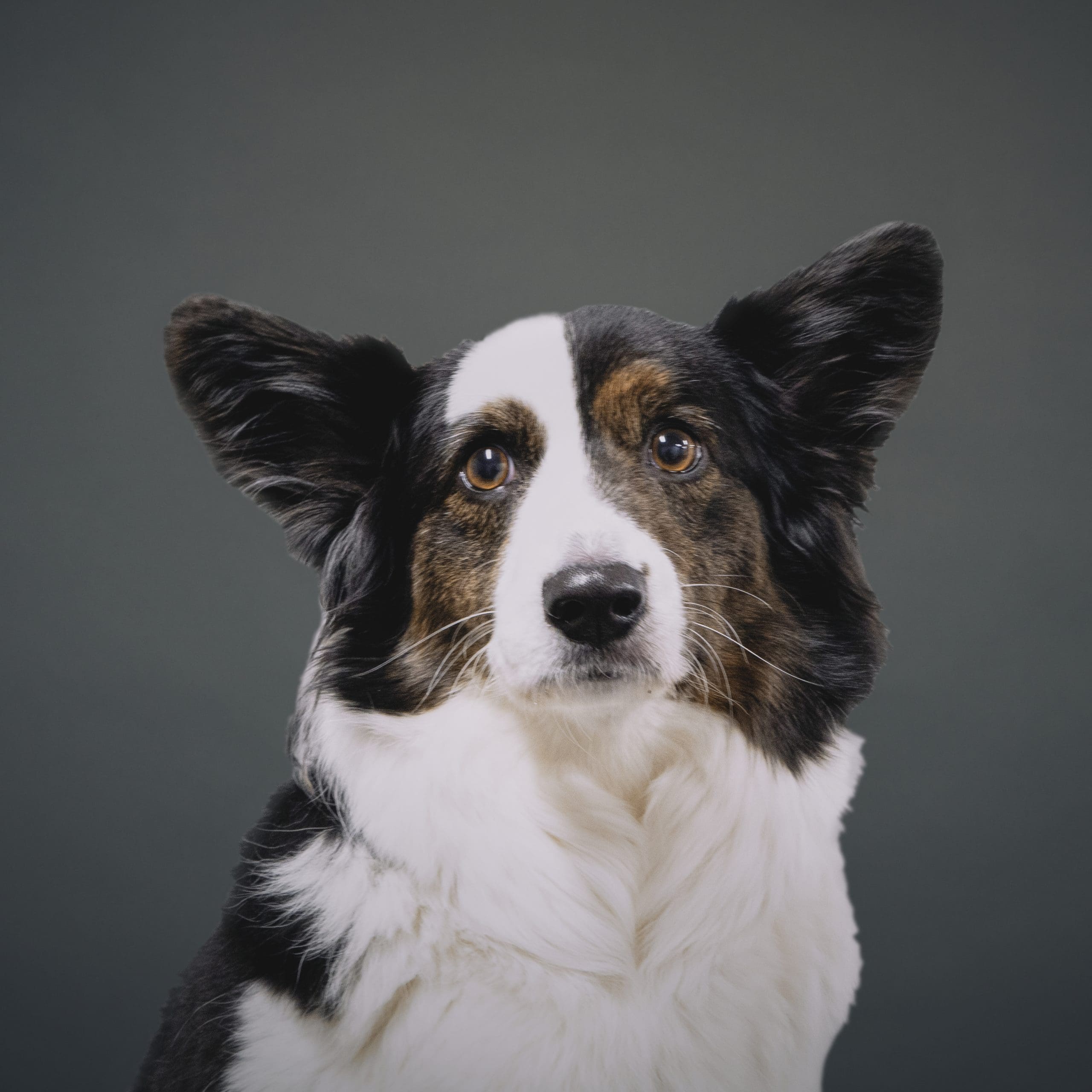 Black and White cardigan welsh corgi with brindle points staring at the camera. She looks very serious.