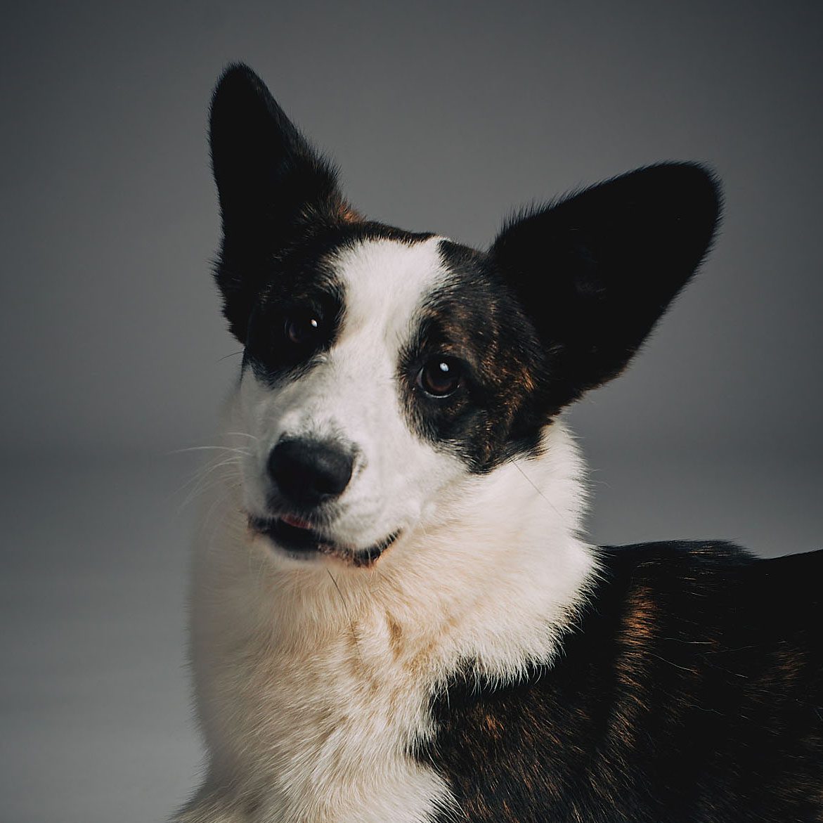 brown and white cardigan welsh corgi